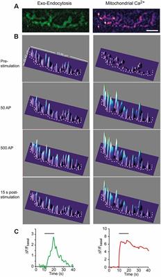 Presynaptic Mitochondria Communicate With Release Sites for Spatio-Temporal Regulation of Exocytosis at the Motor Nerve Terminal